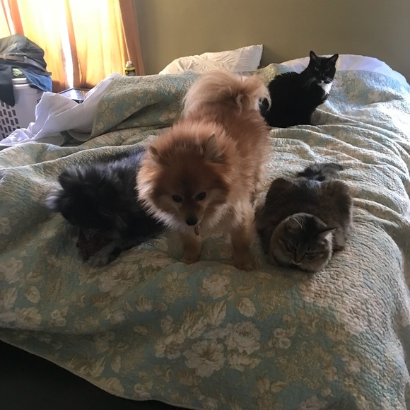 ๐ถ๐ฑPET FRIENDLY HOME ๐ถ๐ฑ - Picture 7 of 7